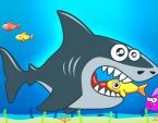 Kızgın Köpekbalığı